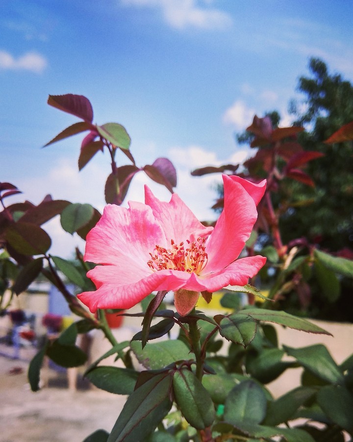 rose