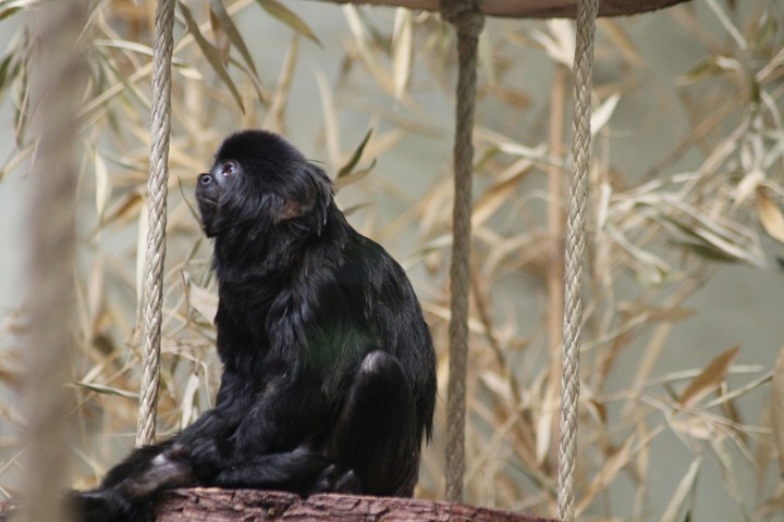 sweet monkey