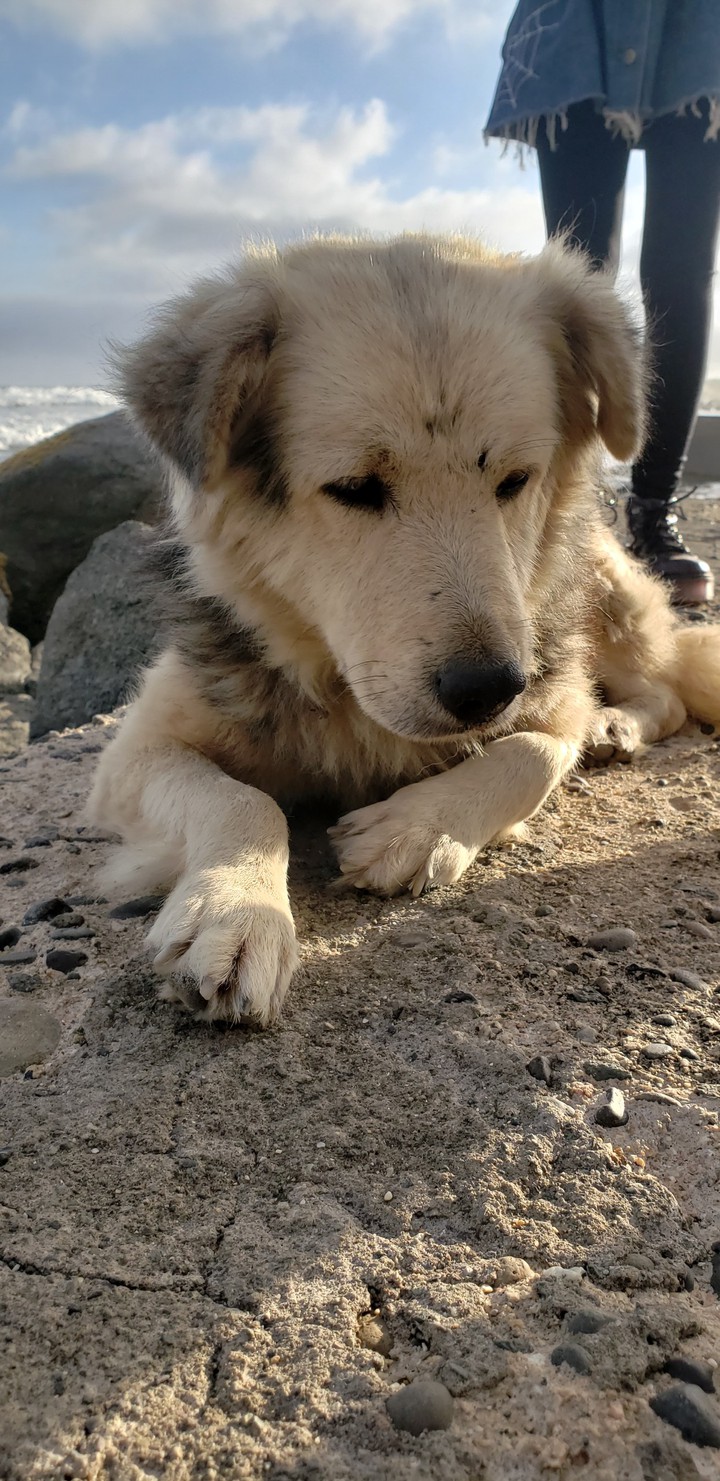 Perro en la playa