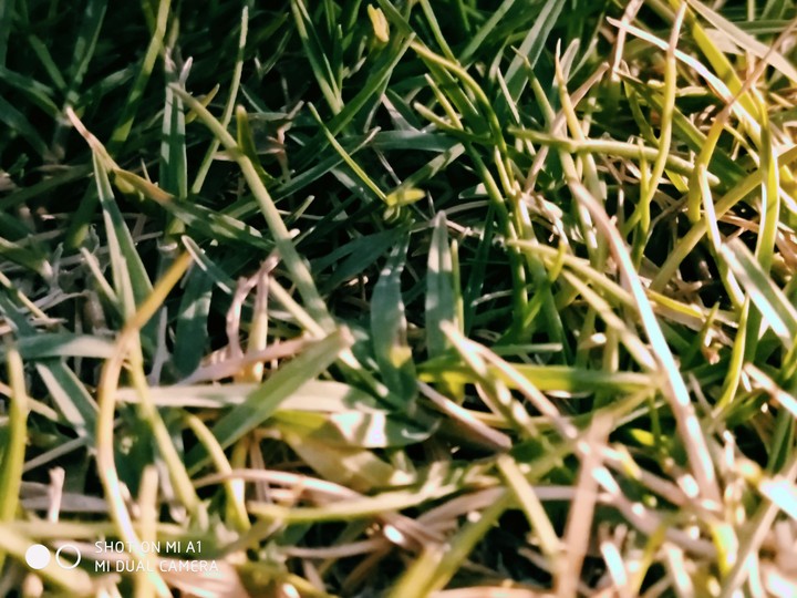 grass