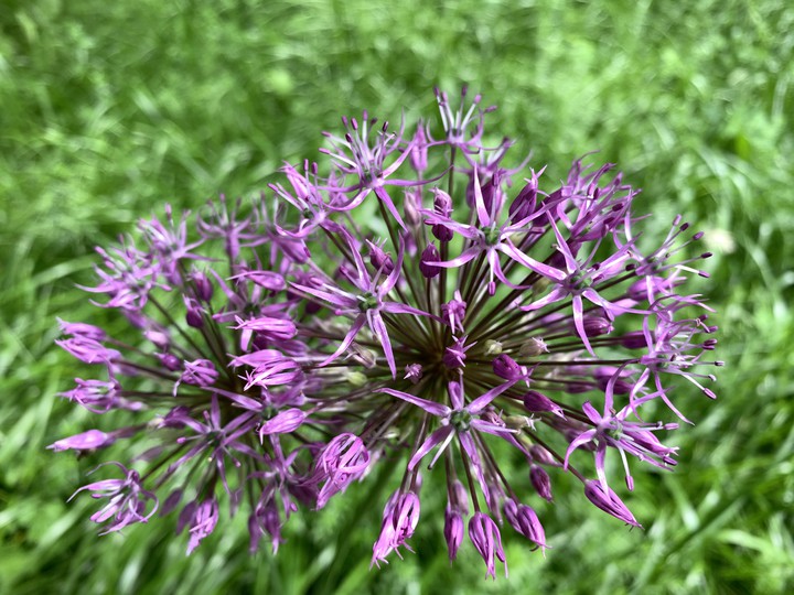 лук