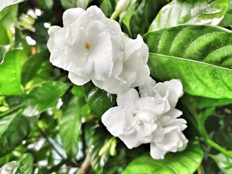 #Flower