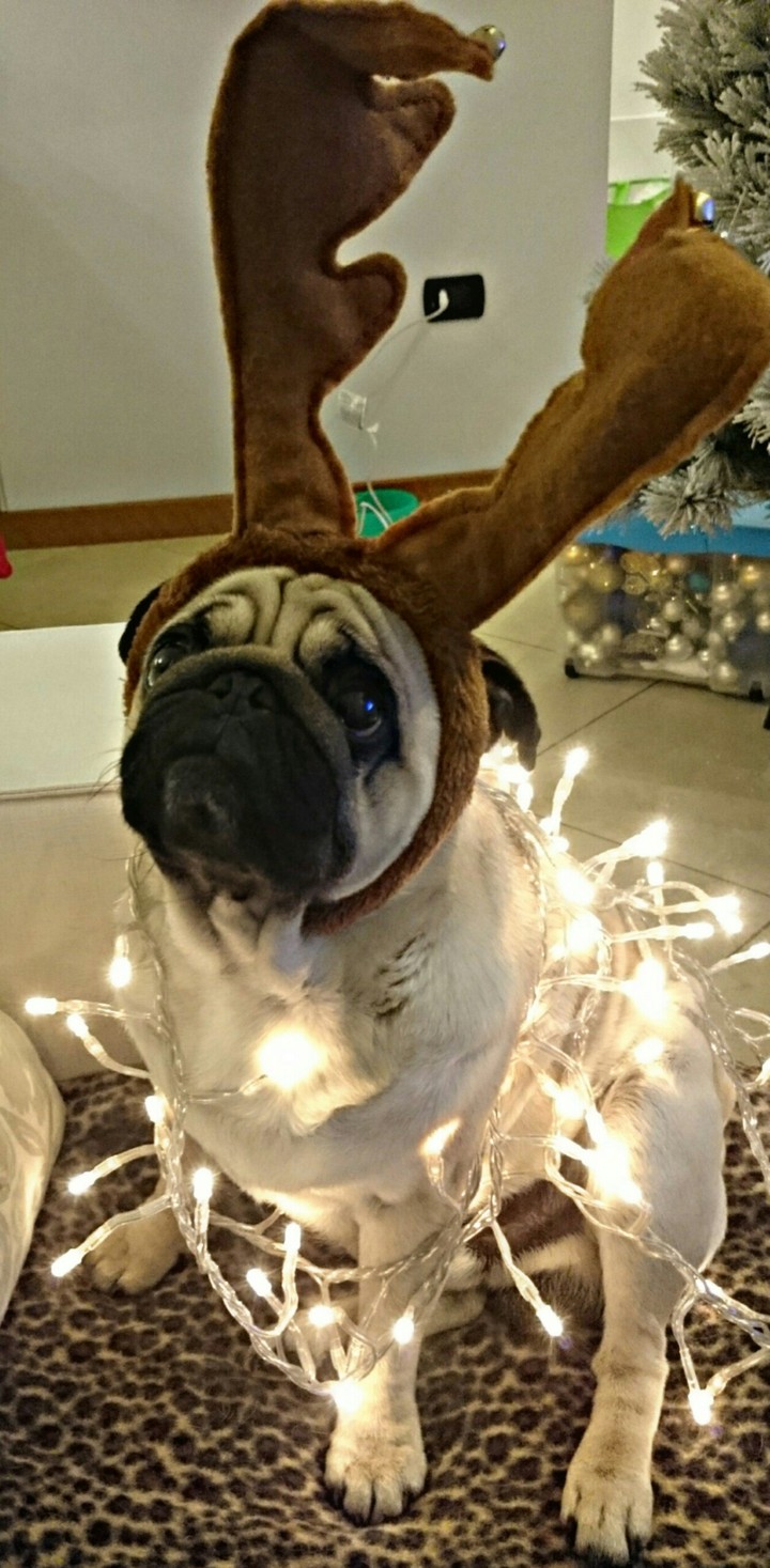 Christmas and friends