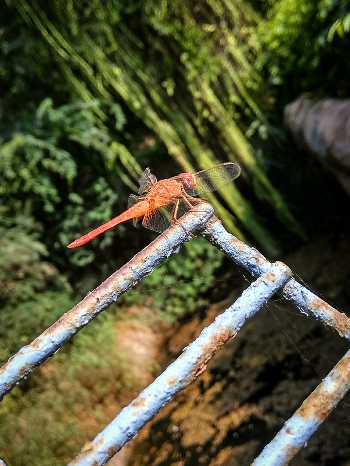 Dragon fly