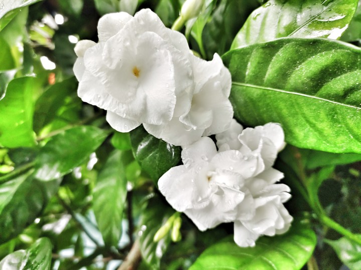 #Flower