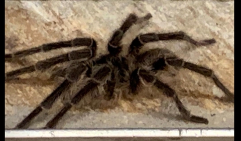 araña