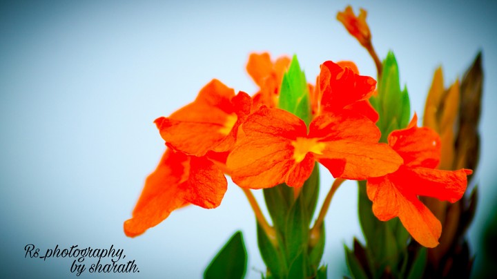 Rs_photography, by sharath
