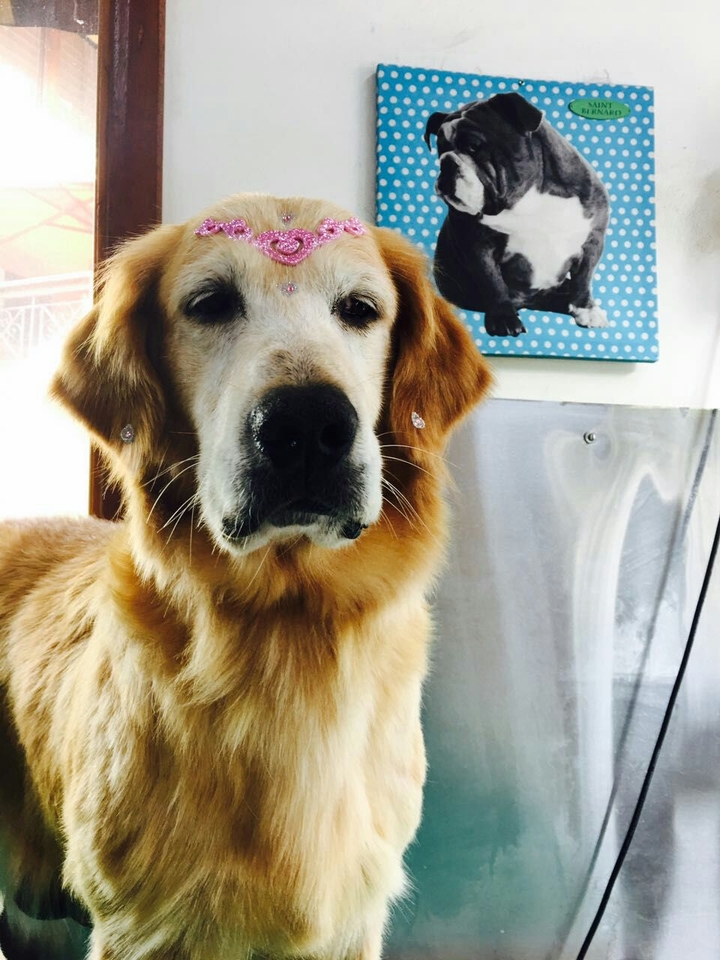 #goldem   #dog