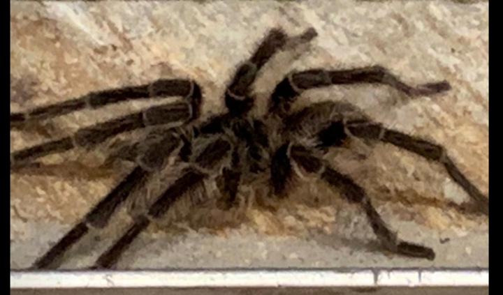 araña