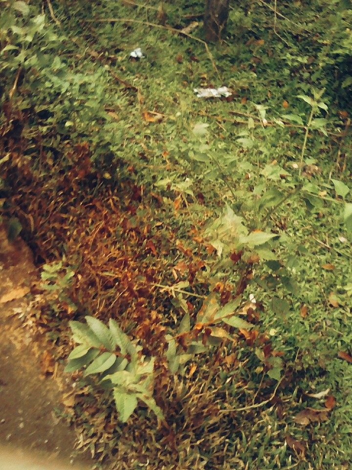 Earth
