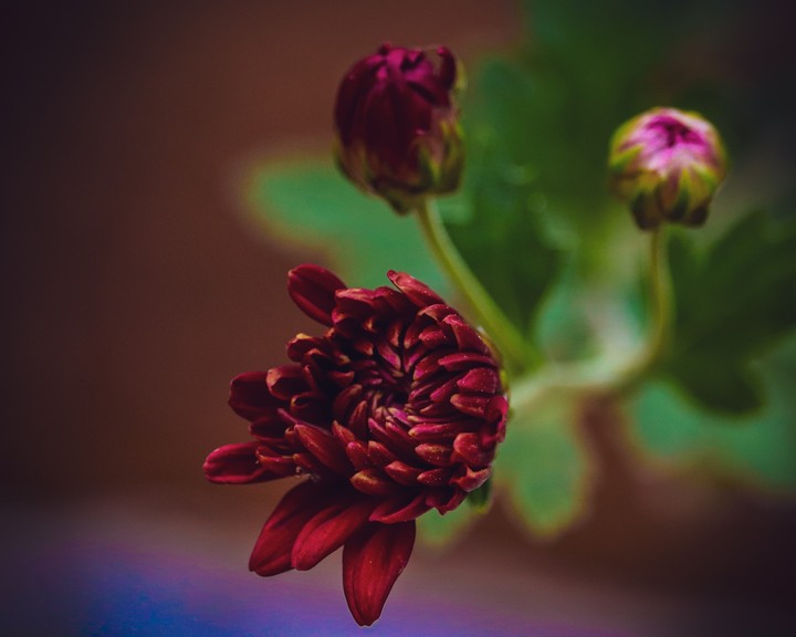 flower