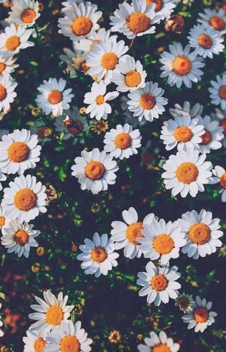 blossoms