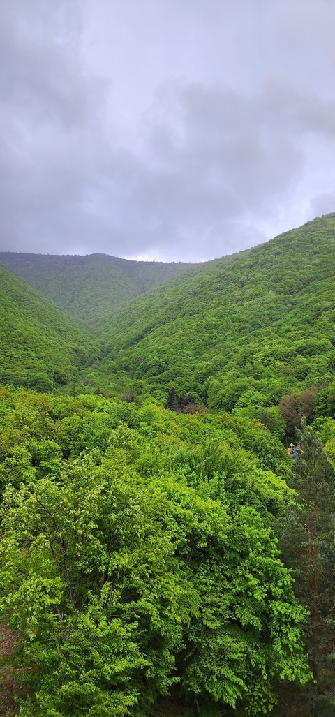 sfondi ecoregion, forest