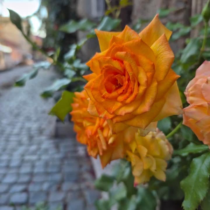 rose, petal duvar kağıtları