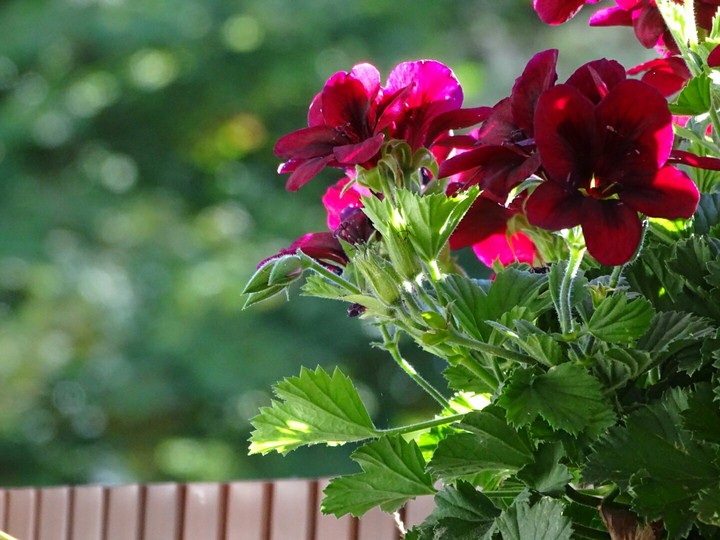 flowers in a flowerpot