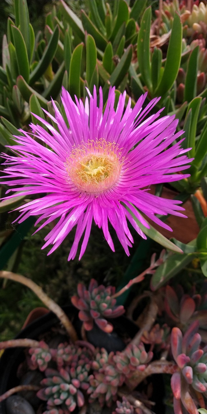 fiori