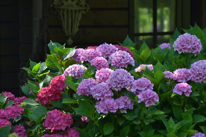 flovers