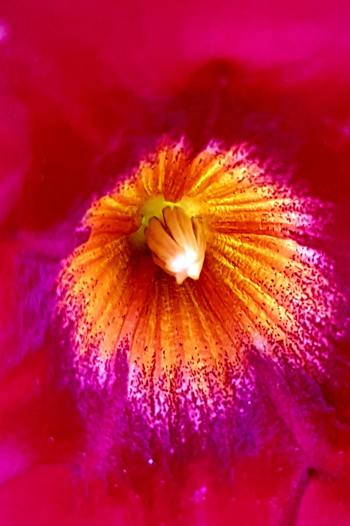 A lilly cone