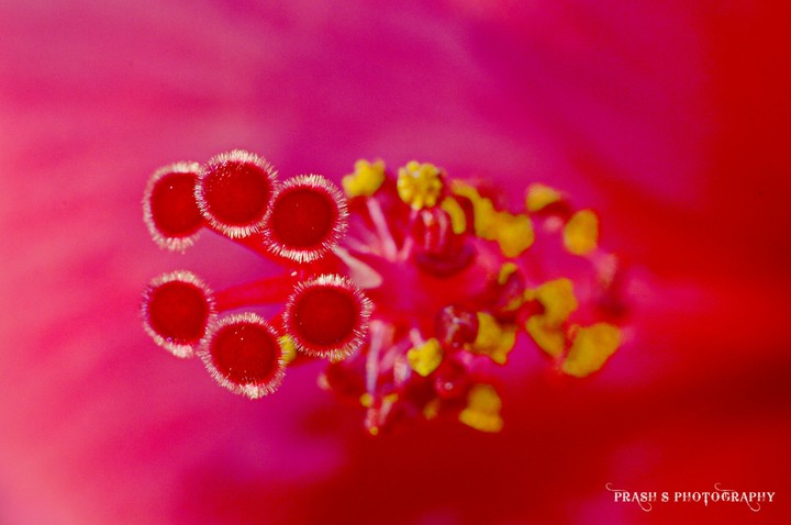 Hibiscus