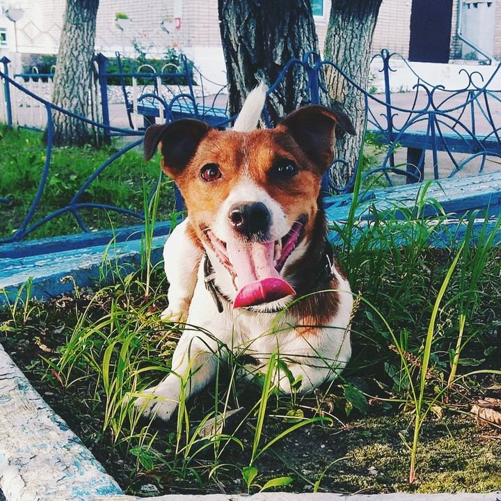 jack rassel terrier