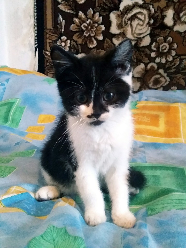кот
