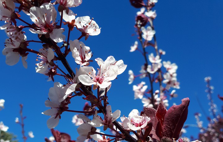 Ornamental Plum