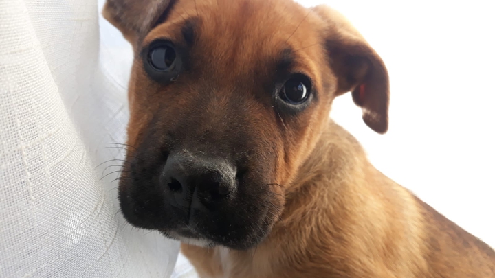 puppy eyes