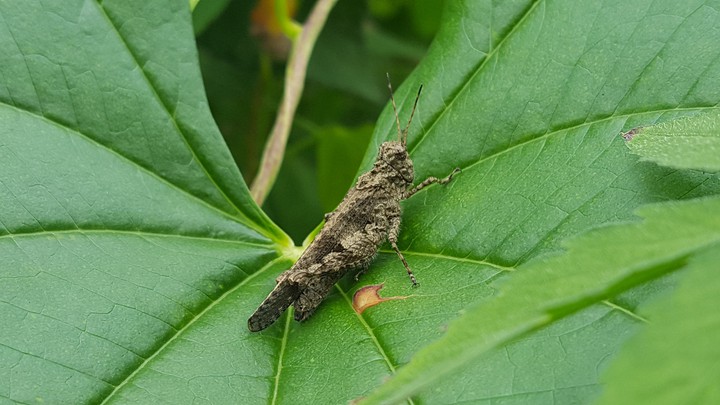 grasshopper