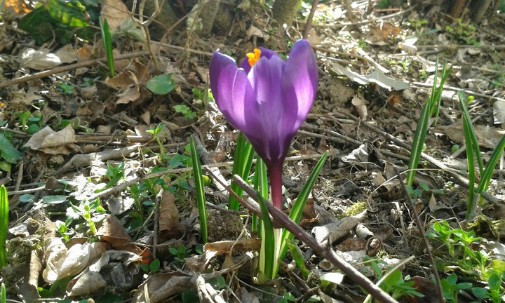 Blume