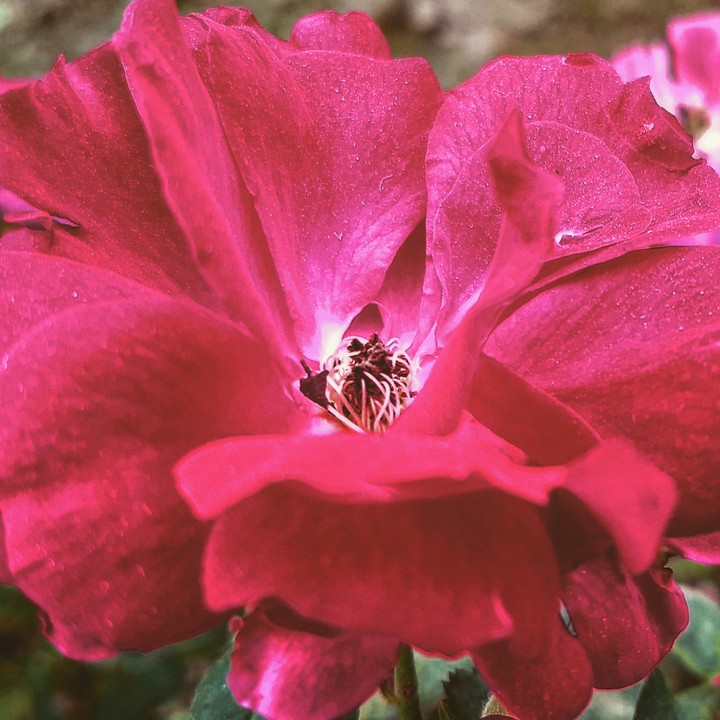 Rose flower
