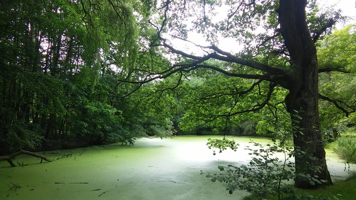 Teich mit entengrütze
