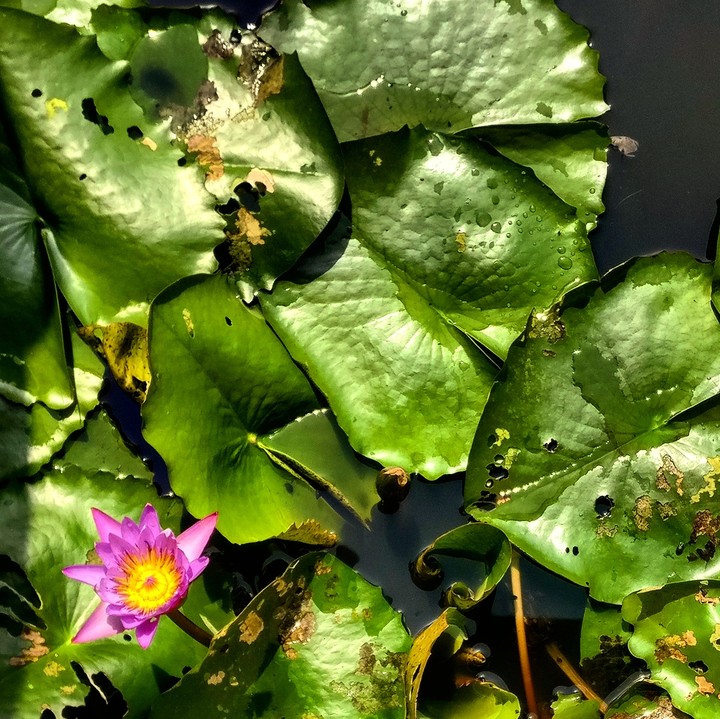 Lotus