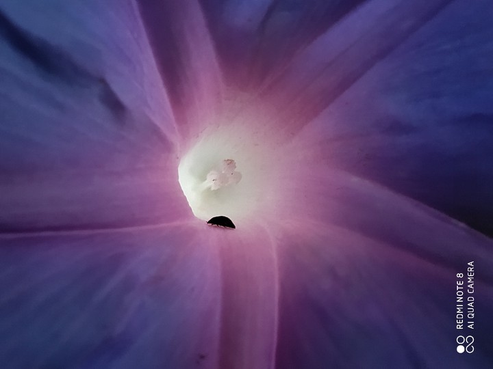 In to the flower