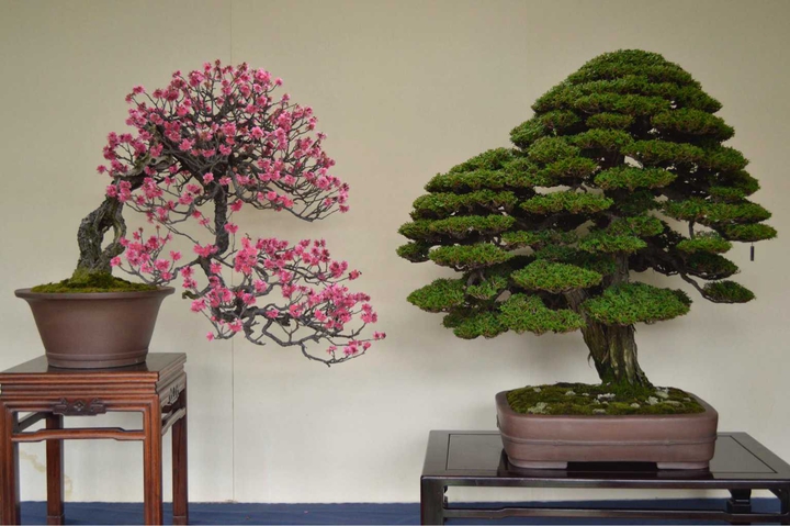 BONSAI LOVE