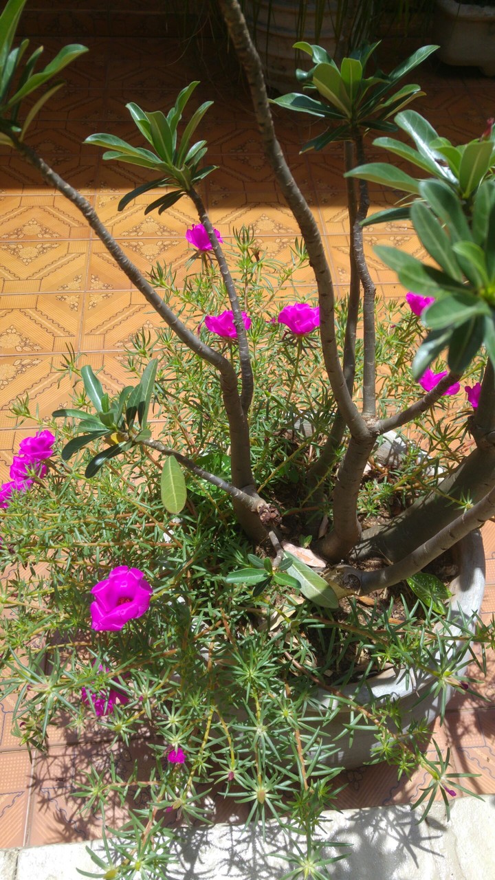 flores