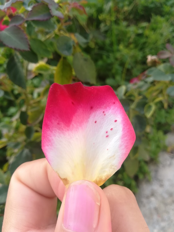 گلبرگ_رز