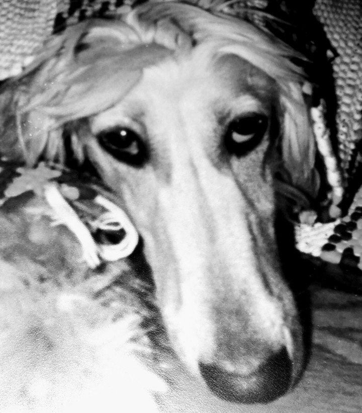 Afgan Hound dog.