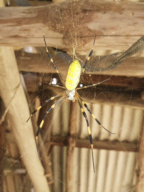 tapety wood, insect