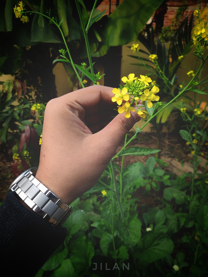 Phul?