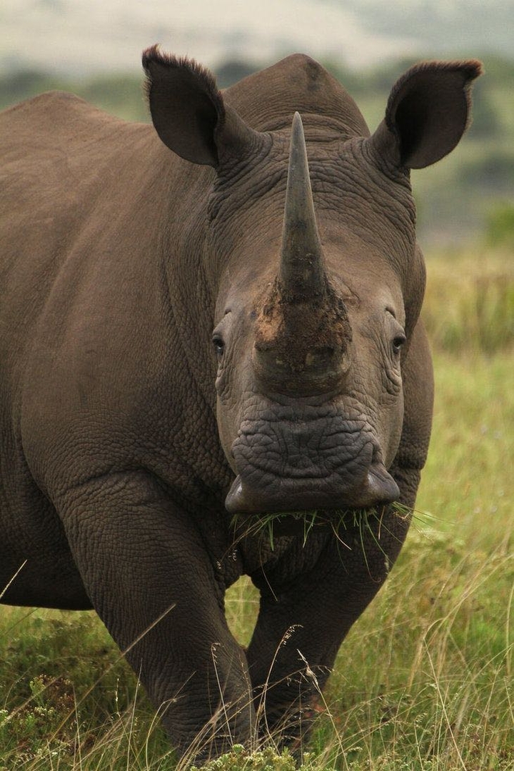 Rhino