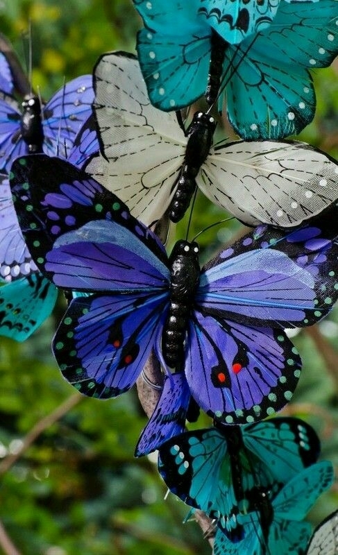 borboleta