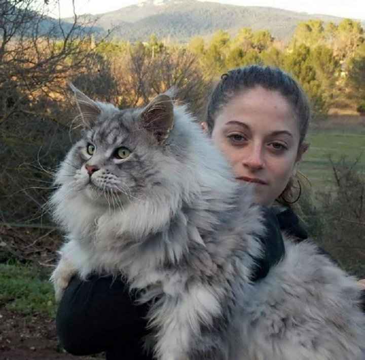 огромный кот