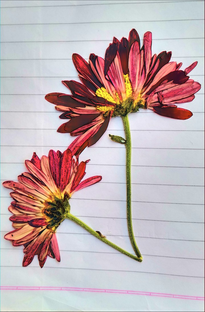 flower