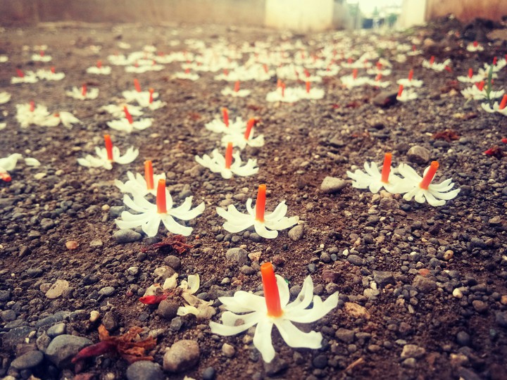 Parijat flower