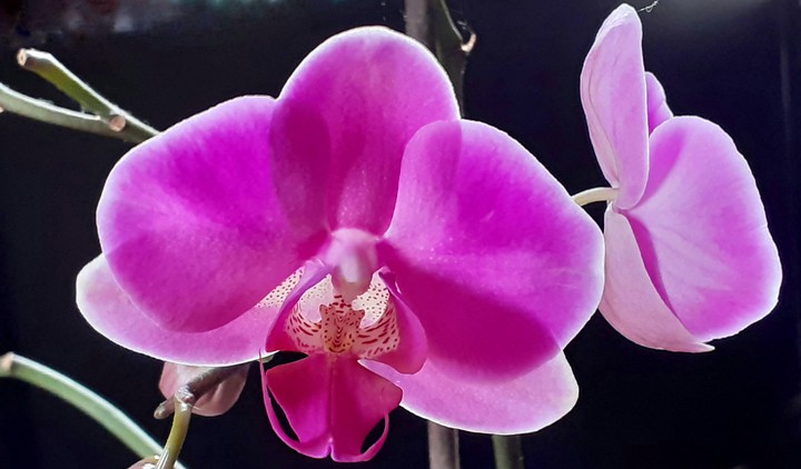 orchidee