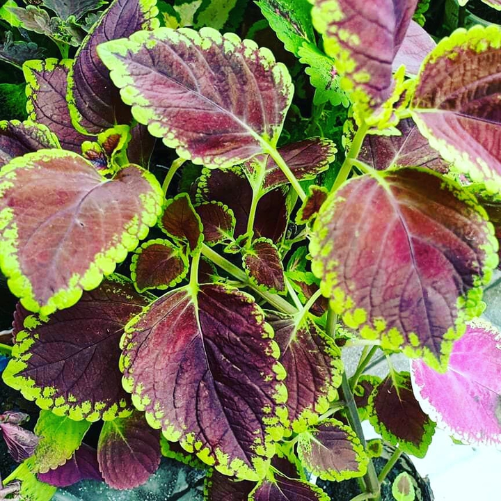 coleus