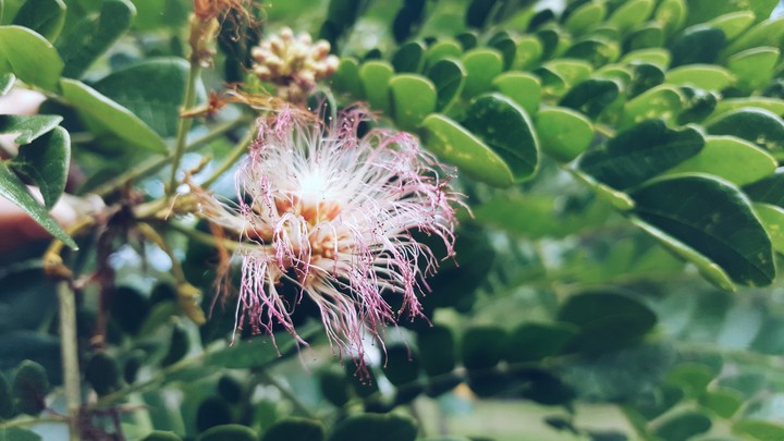 flor