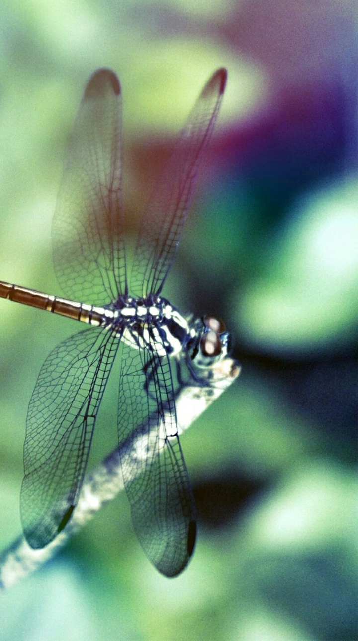 Dragonfly