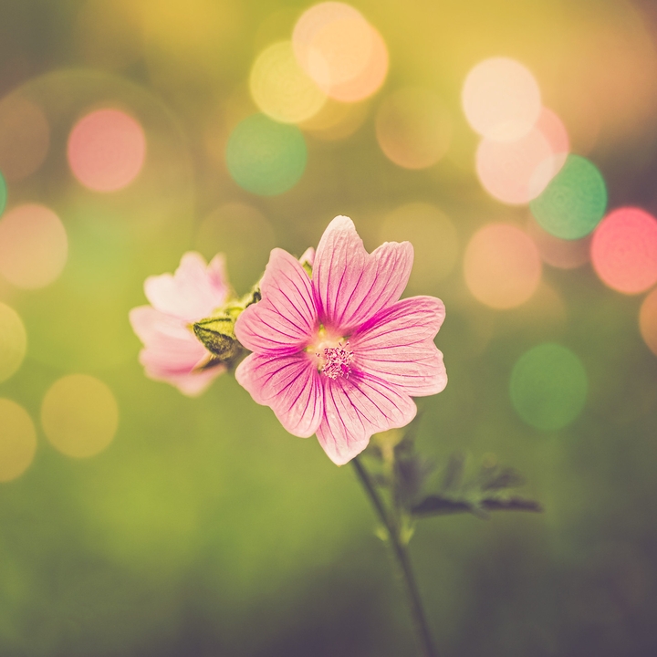 pink