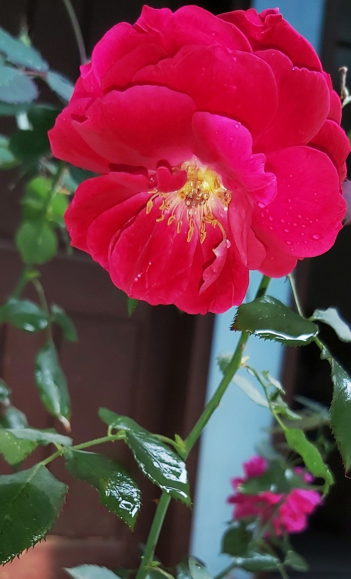Rose
